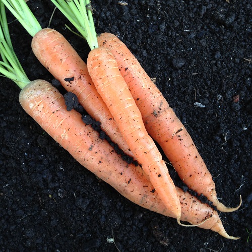 Carrot Sugarsnax